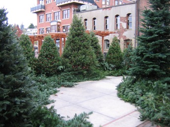 Holiday Forest path